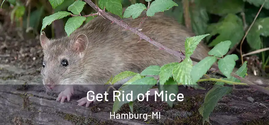 Get Rid of Mice Hamburg-MI