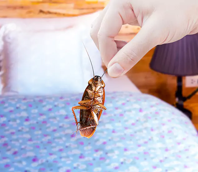 Expert Roach Control Services: Your Cockroach Pest Control in Hamburg, MI