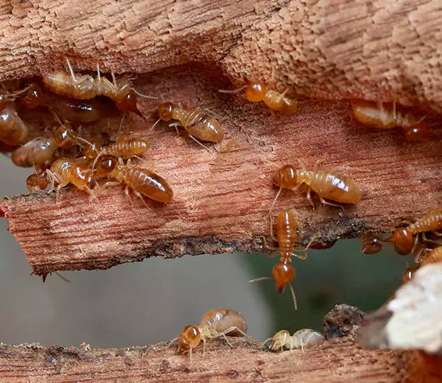 About Our Drywood Termite Treatment Experts in Hamburg, MI