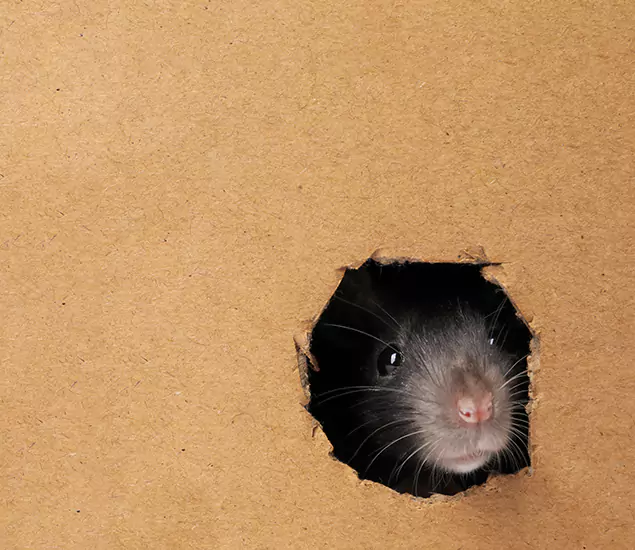 Rats in Attic Removal Experts in Hamburg, MI