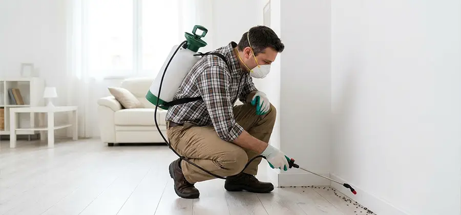Seasonal Ant Infestation Control in Hamburg