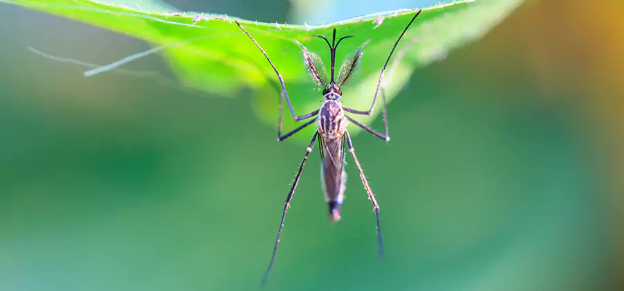 Natural Mosquito Spray for Yard in Hamburg