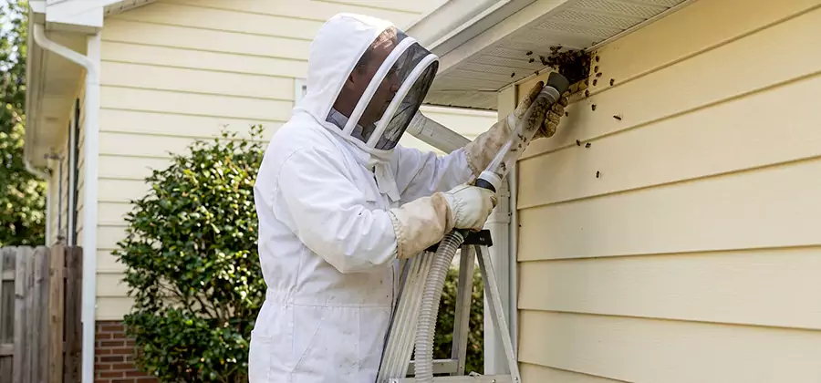 Ground Bee Removal in Hamburg