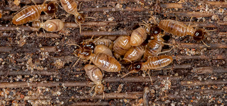 Bora Care Residential Termite Control in Hamburg