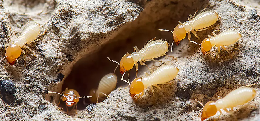 Termite Exterminator Services in Hamburg
