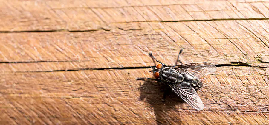 Flying Ant Barrier Treatment in Hamburg