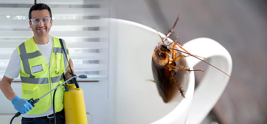 German Roach Infestation Treatment Hamburg
