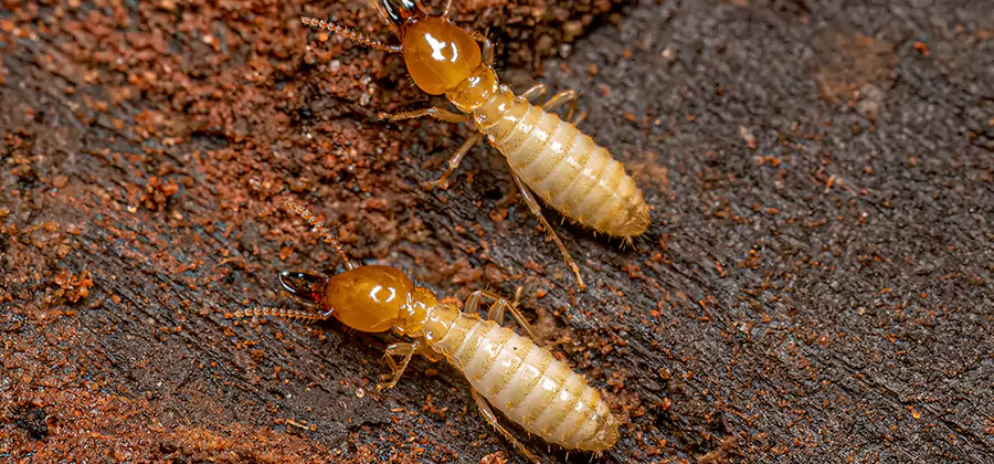 Structural Heat Termite Treatment in Hamburg