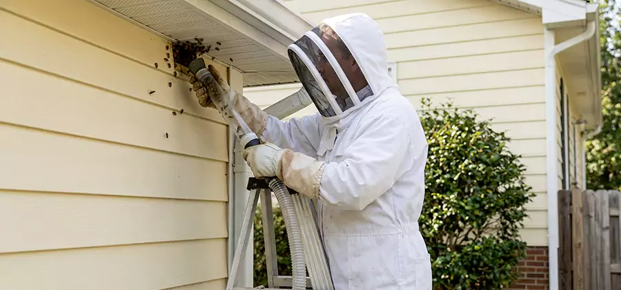Wasp Nest in Wall Removal in Hamburg