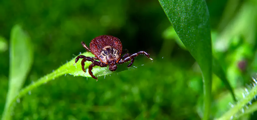 Tick Prevention for Yard in Hamburg