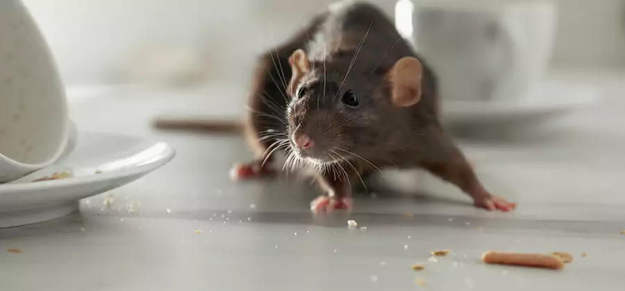 Rodent Feces Removal in Hamburg