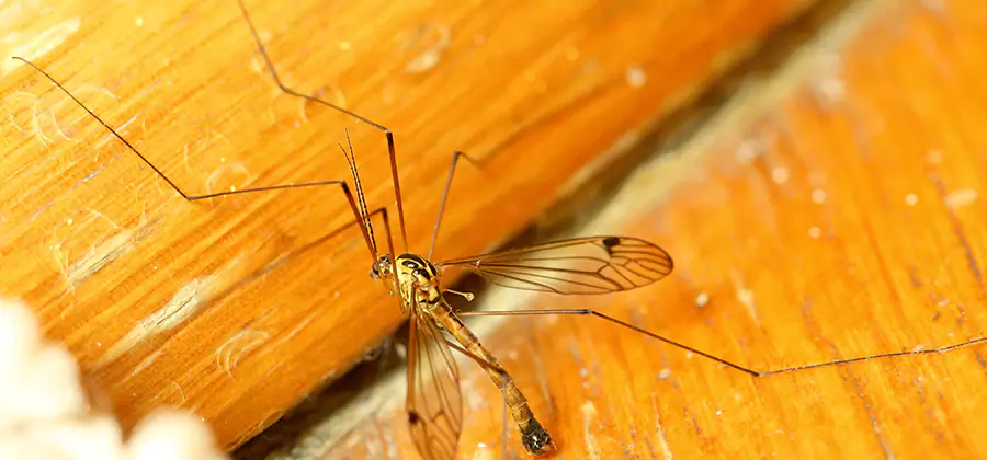 Exterior Mosquito Control in Hamburg
