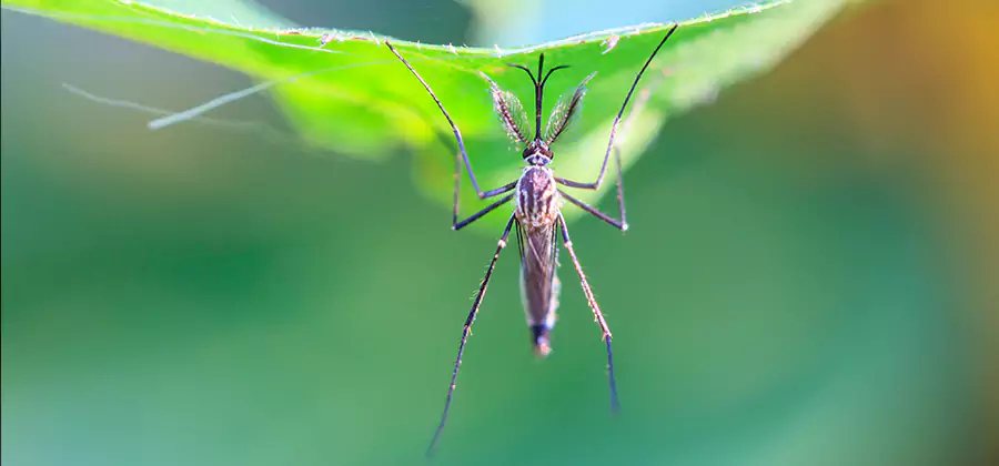 Pest and Mosquito Control for Yard and Patio in Hamburg