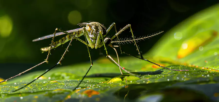 Tick and Mosquito Spray in Hamburg