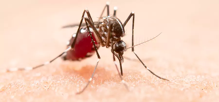 Pond Mosquito Control and Water Treatment in Hamburg