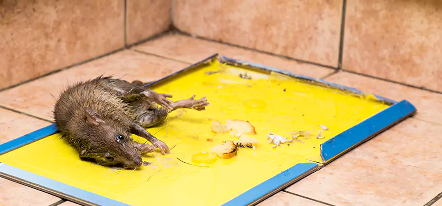 Mouse and Rat Control in Hamburg