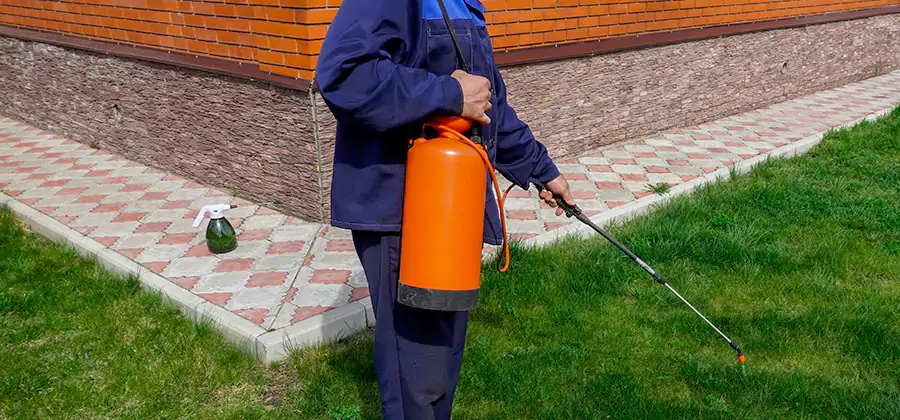 Non Toxic Termite Treatment in Hamburg
