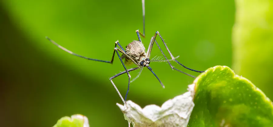 Natural Outdoor Mosquito Repellent in Hamburg