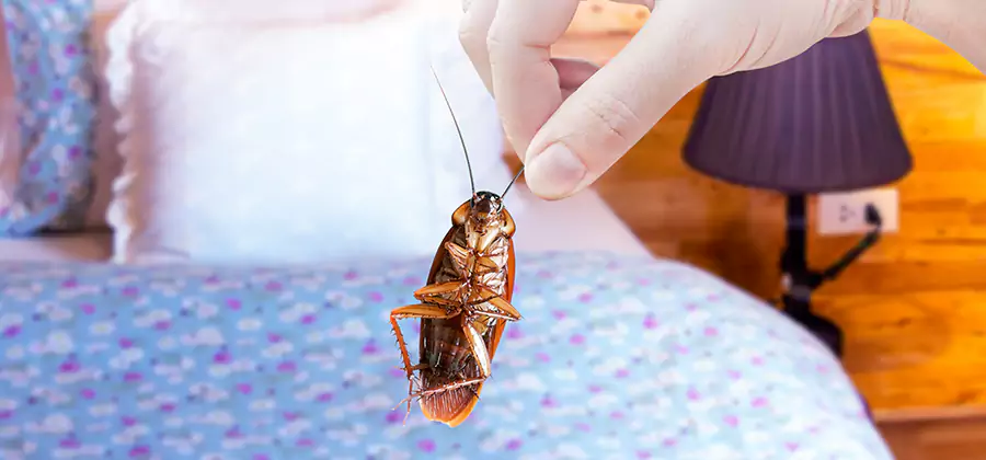 Bed Bug Inspection in Hamburg