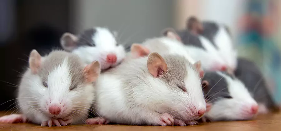Rat Infestation Exclusion Service in Hamburg