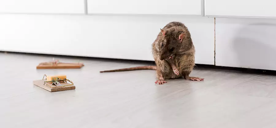 Rat Baiting Removal Service in Hamburg