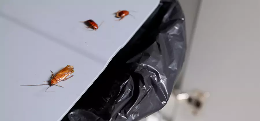 German Roach Pest Control in Hamburg
