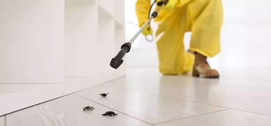 Roach and Bed Bug Exterminator in Hamburg