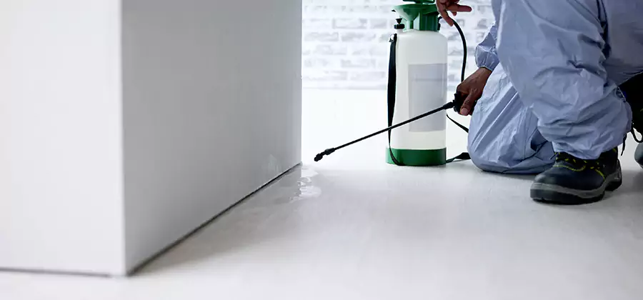 Rodent Trapping Service in Hamburg