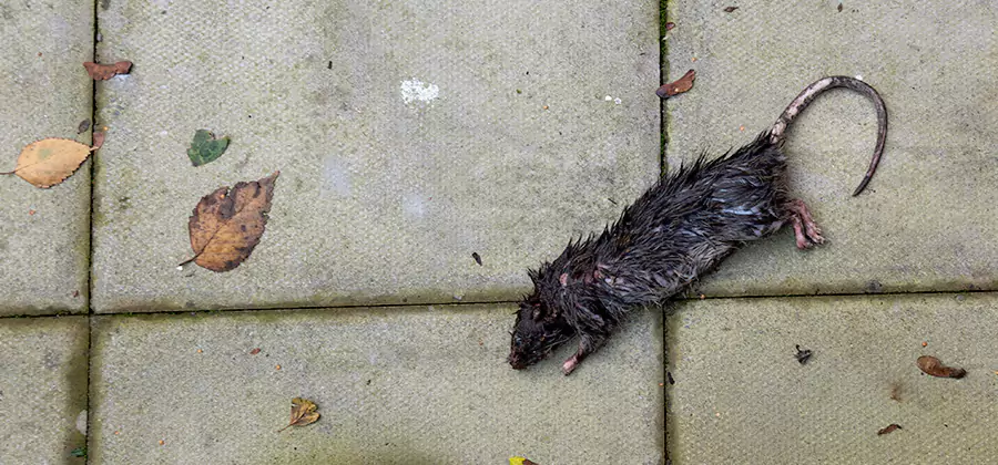 Rodent inspection service in Hamburg