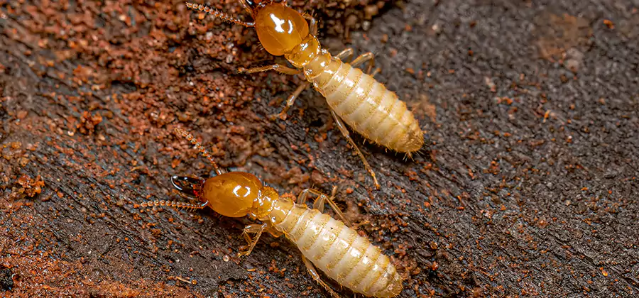 Sentricon Residential Termite Control in Hamburg