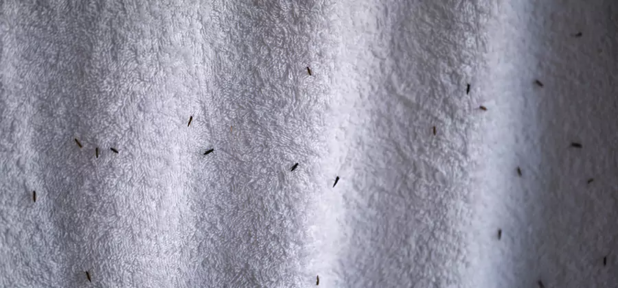 Small Black Ants in Bathroom Treatment in Hamburg