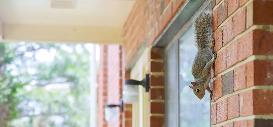 Squirrel Inside Walls Removal in Hamburg