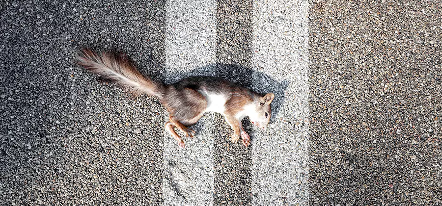 Dead Squirrel Removal in Hamburg