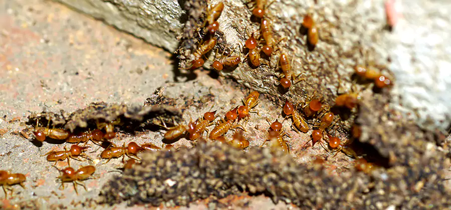 Wood Treatment and Localized Termite Solutions in Hamburg