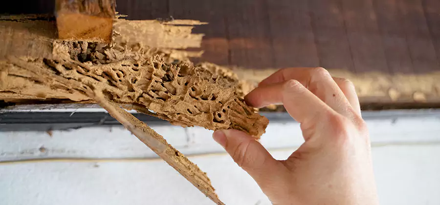 Pre-Purchase Termite Inspection in Hamburg