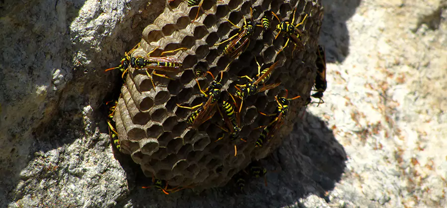 Wasp Nest in Tree Removal Hamburg