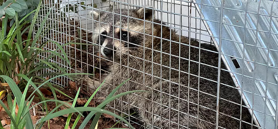 Wildlife Relocation Services in Hamburg