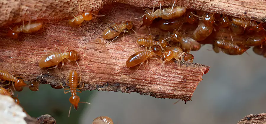 Wood Preservation Termite Treatment in Hamburg