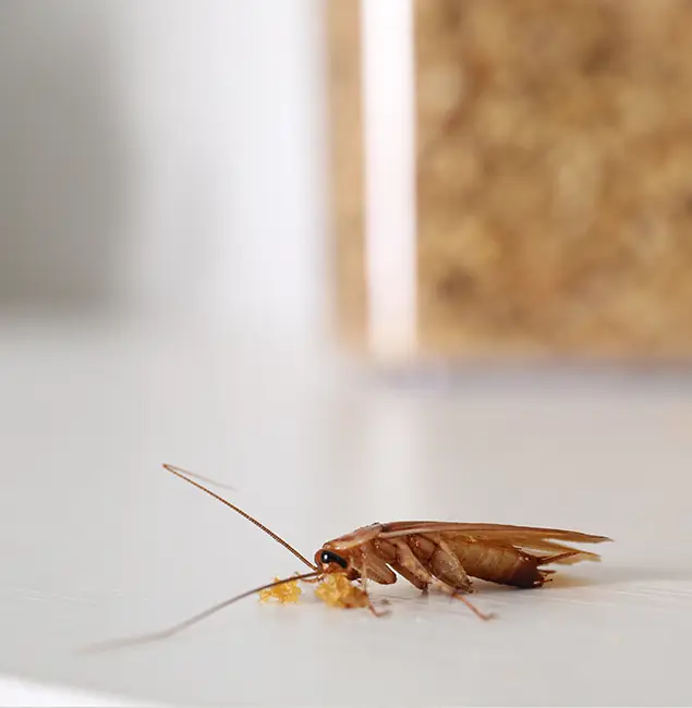 Why Hamburg Pest Control Pro Stands Out in Hamburg, MI?