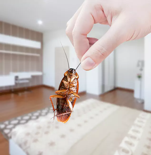 Why Hamburg Pest Control Pro Stand Out For Bed Bug Inspection in Hamburg, MI?