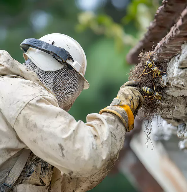 Why Hamburg Property Owners Choose Hamburg Pest Control Pro for Bee Exterminator?