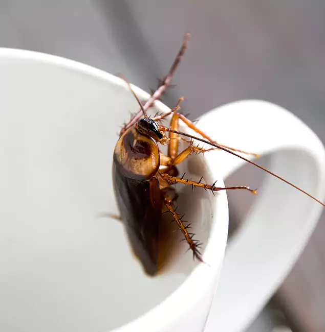 Why Hamburg, MI Residents Trust Hamburg Pest Control Pro for Cockroach Fumigation?