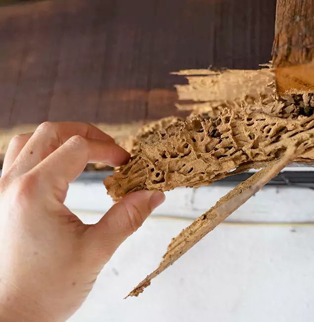 Why Choose Hamburg Pest Control Pro in Hamburg, MI?