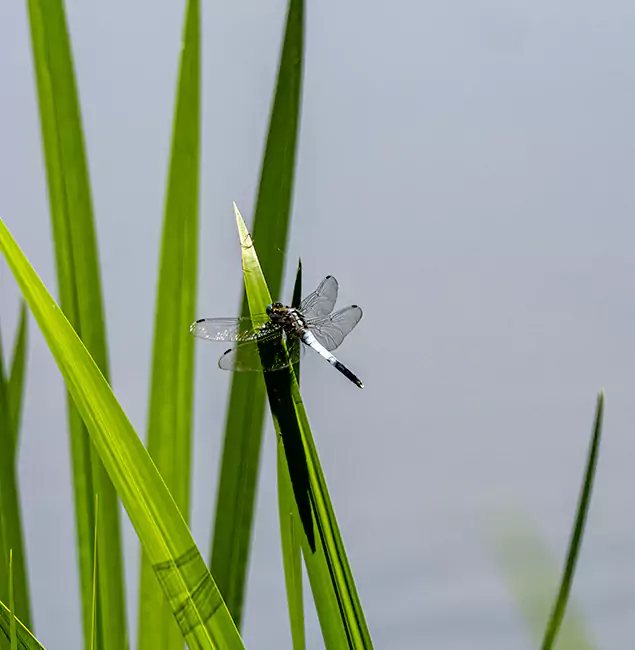Why Hamburg Families Trust Hamburg Pest Control Pro for Mosquito Prevention?