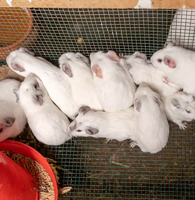 Why Choose Hamburg Pest Control Pro for Rat Infestation in Hamburg, MI?