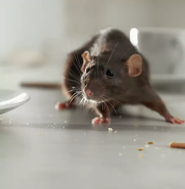 Why Choose Hamburg Pest Control Pro for Rodent Control in Hamburg, MI?