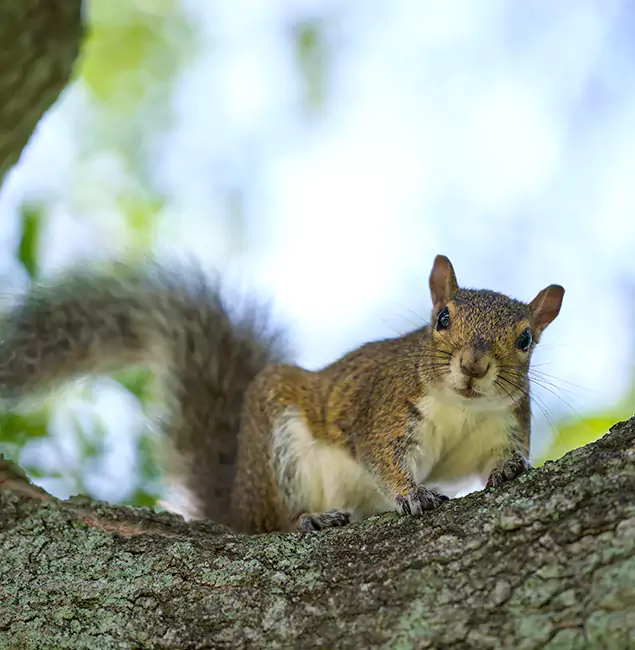 Why Hamburg, MI Relies on Hamburg Pest Control Pro for Squirrel Pest Control?