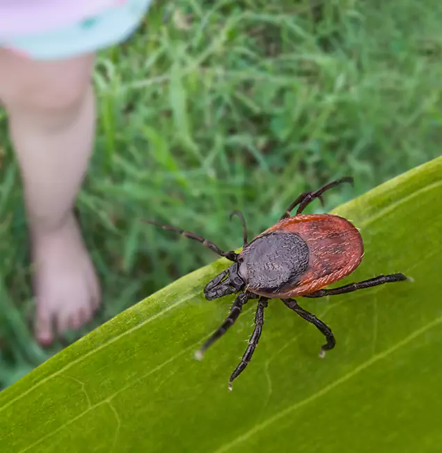 Why Hamburg Homeowners Choose Hamburg Pest Control Pro for Tick Extermination?