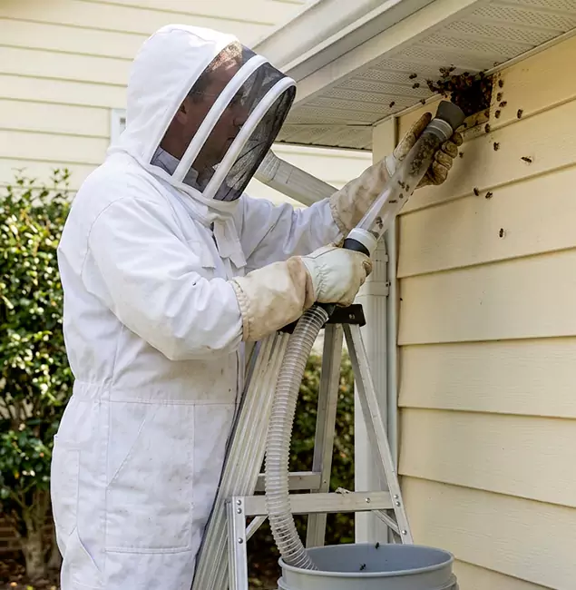 Why Hamburg Trusts Hamburg Pest Control Pro for Wasp Control?