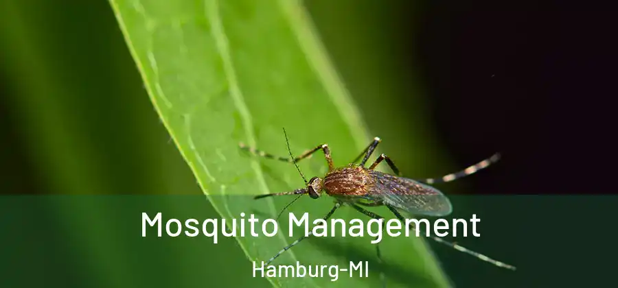 Mosquito Management Hamburg-MI